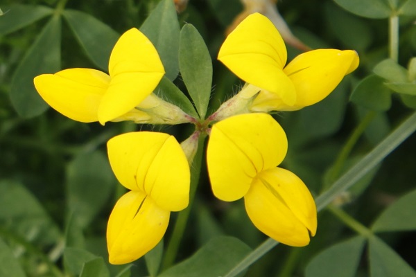 Lotus corniculatus, Lotus ambiguus, Common Bird's-foot-trefoil, לוטוס מקרין, اللوطس الياباني