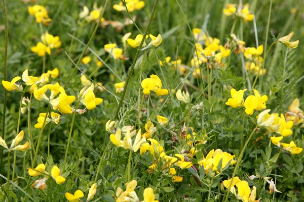 Lotus corniculatus, Lotus ambiguus, Common Bird's-foot-trefoil, לוטוס מקרין, اللوطس الياباني