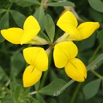 Lotus corniculatus, Lotus ambiguus, Common Bird's-foot-trefoil, לוטוס מקרין, اللوطس الياباني