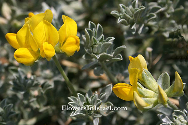 Lotus creticus, Silvery Birds' Foot trevoil, לוטוס מכסיף