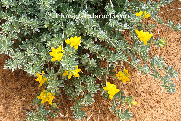 Wilde bloemen in Israel