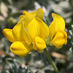 Lotus creticus, ישראל, פרחים, פרחי בר, פרחים צהובים