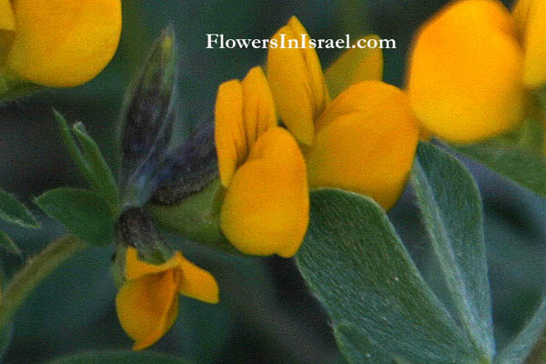 Lotus halophilus,Lotus villosus, Greater bird's foot trefoil, לוטוס שעיר