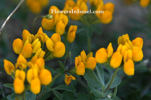 Lotus halophilus,Lotus villosus, Greater bird's foot trefoil, לוטוס שעיר, الحربث ، رجل العصفور، قرن الغزال