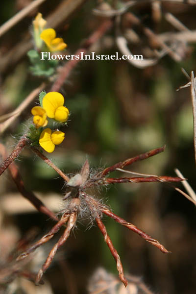 Wilde bloemen in Israel