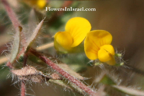 Lotus peregrinus,Lotus carmeli, Bird's Foot Trefoil, לוטוס מצוי