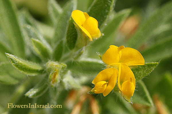 Lotus peregrinus,Lotus carmeli, Bird's Foot Trefoil, לוטוס מצוי, قرن الغزال