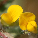 Lotus peregrinus, Israel Wildflowers, Send flowers online