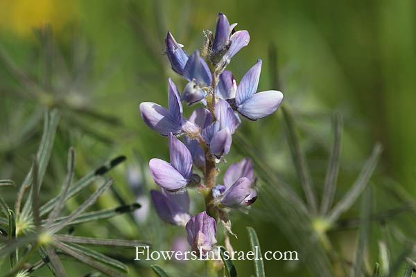 Lupinus angustifolius, Narrowleaf lupine, الترمس الضيق الأوراق,תורמוס צר-עלים