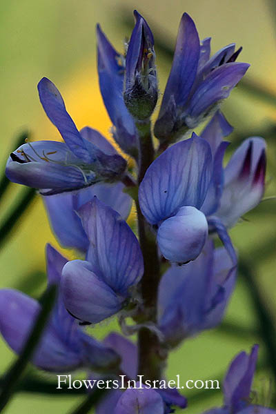 Lupinus angustifolius, Narrowleaf lupine, الترمس الضيق الأوراق,תורמוס צר-עלים