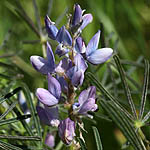 Lupinus angustifolius, Israel Wildflowers, Send flowers online