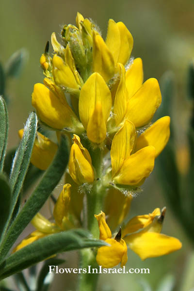Lupinus luteus, Yellow Lupine, תורמוס צהוב