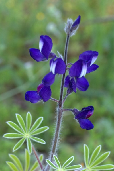 Lupinus micranthus, Lupinus hirsutus, Small-flowered Lupine, Hairy Lupin, Bitter Blue Lupin, תורמוס שעיר, الترمس دقيق الأسدية