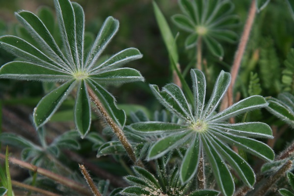 Lupinus micranthus, Lupinus hirsutus, Small-flowered Lupine, Hairy Lupin, Bitter Blue Lupin, תורמוס שעיר, الترمس دقيق الأسدية