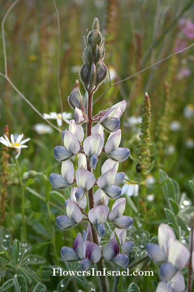Wild flowers in the Holy Land