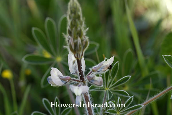 Lupinus palaestinus, Palestine Lupine, תורמוס ארצ-ישדאלי