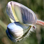 Lupinus palaestinus, Israel Wildflowers, cream flowers