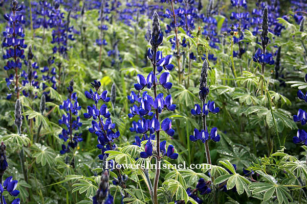 Israel wildflowers, send flowers online