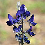 Lupinus pilosus, Israel Wildflowers, Send flowers online