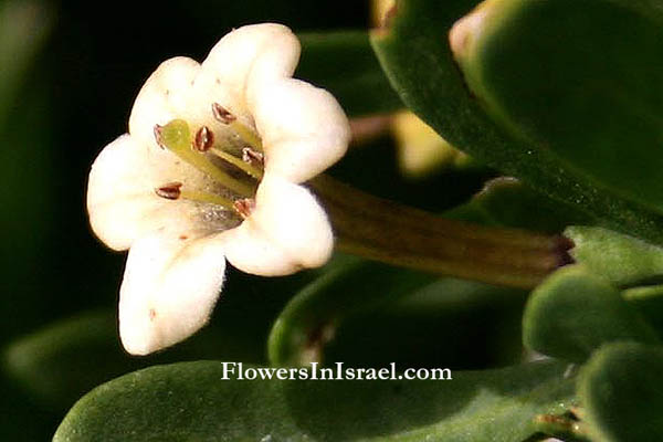 Native plants of Israel