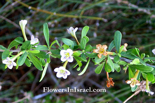 Lycium europaeum, Lycium intricatum, Lycium mediterraneum, Boxthorn, European matrimony-vine, European tea tree,אטד אירופי ,عوسج