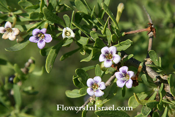 Lycium schweinfurthii, Boxthorn, אטד החוף