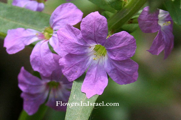 Israel flowers, Send flowers