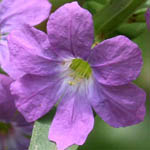 Lythrum junceum, Israel, Pink Flora, Wildflowers