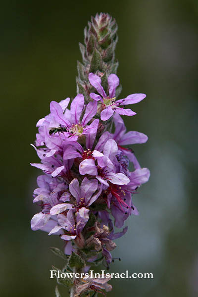 Lythrum salicaria, Purple Loosestrife, Purple lythrum, Rainbow weed, Spiked loosestrife, שנית גדולה