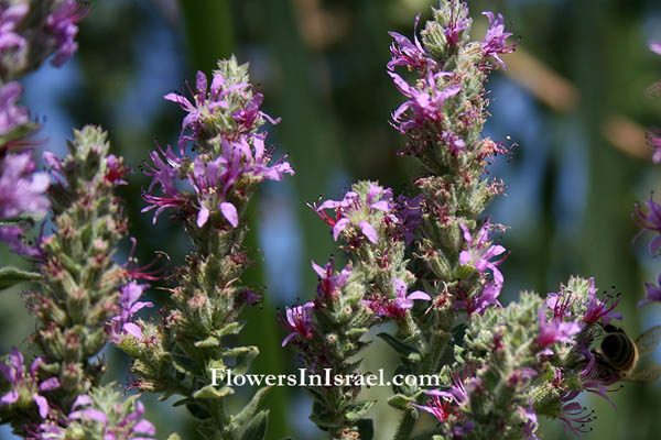 Lythrum salicaria, Purple Loosestrife, Purple lythrum, Rainbow weed, Spiked loosestrife, שנית גדולה