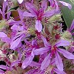 Lythrum salicaria, Israel, Violet colored Wildflowers
