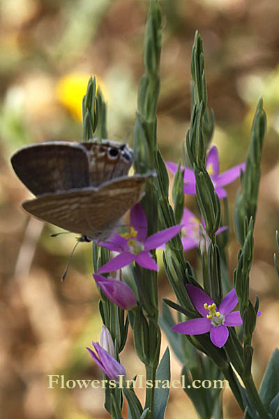 Lythrum tribracteatum, Lythrum bibracteatum, Three-bracted Loosestrife, שנית שוות-שיניים