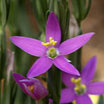 Lythrum tribracteatum, Israel, Pink Flora, Wildflowers