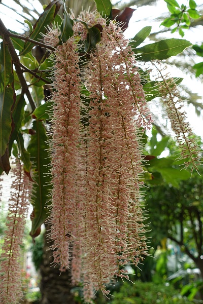 Macadamia integrifolia, Macadamia nut, Queensland nut, מקדמיה,  مكاداميا كاملة الأوراق