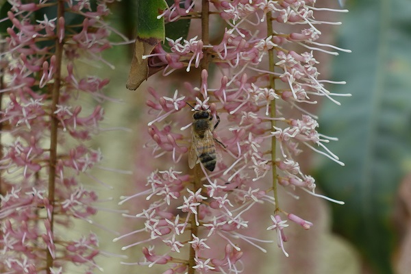 Macadamia integrifolia, Macadamia nut, Queensland nut, מקדמיה,  مكاداميا كاملة الأوراق