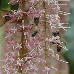Macadamia integrifolia, Israel, Flora, Flowers, Plants