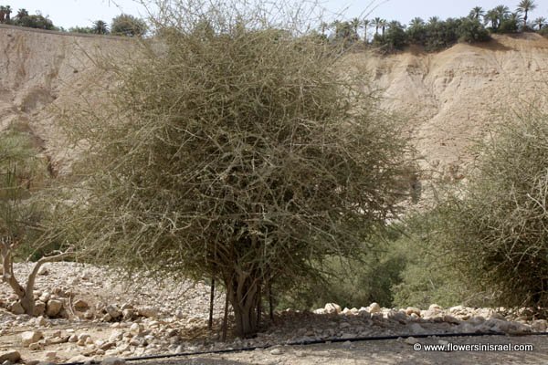 Wilde Flora van Israel