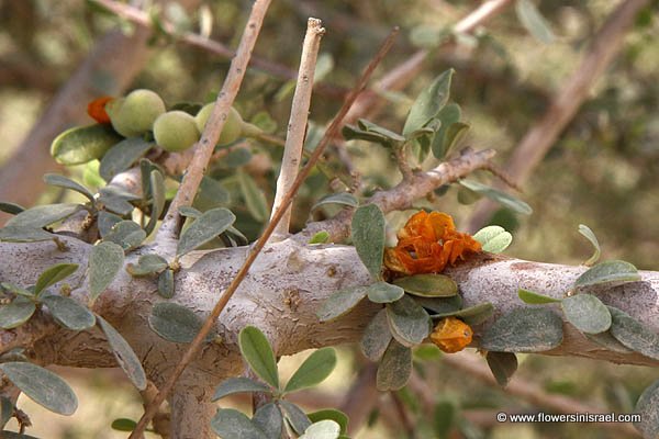 Maerua crassifolia, Maerua rigida, Maerua hirtella, Maerua uniflora, מרואה עבת-עלים