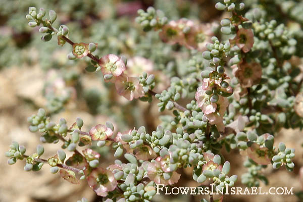 Maireana  brevifolia, Kochia brevifolia, Short-leaf Bluebush, Cottonbush, מאירית קצרת-עלים ,קוכיה קצרת-עלים