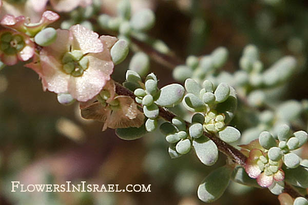 Maireana  brevifolia, Kochia brevifolia, Short-leaf Bluebush, Cottonbush, מאירית קצרת-עלים ,קוכיה קצרת-עלים