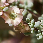 Maireana brevifolia, Israel, green wildflowers