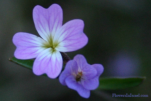 Flowers in Israel, send flowers