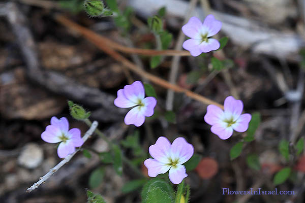 Malcolmia chia, Malcolmia orsiniana, الشلوة الخيوسية,מלקולמייה הררית