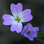 Malcolmia chia, Israel, Pink Flora, Wildflowers