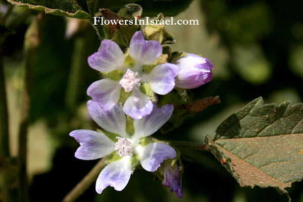 Malva nicaeensis, French Mallow, Southern Mallow, Bull Mallow, חלמית מצויה