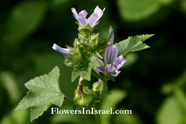 Malva nicaeensis, French Mallow, Southern Mallow, Bull Mallow, חלמית מצויה