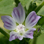 Malva nicaeensis, Israel, Flowers, Native Plants