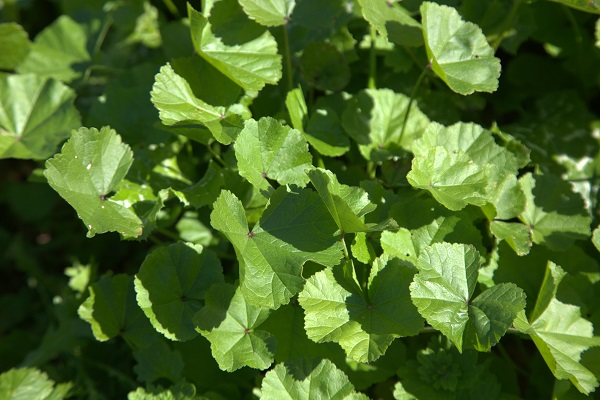 Malva parviflora, Cheeseweed, Little Mallow, חלמית קטנת-פרחים,  خبازة صغيرة الأزهار