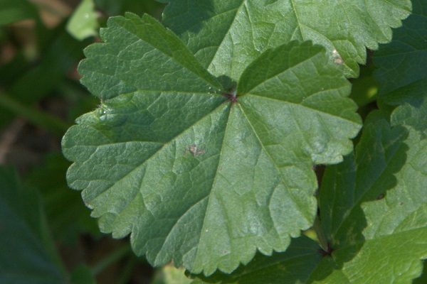 Malva parviflora, Cheeseweed, Little Mallow, חלמית קטנת-פרחים,  خبازة صغيرة الأزهار