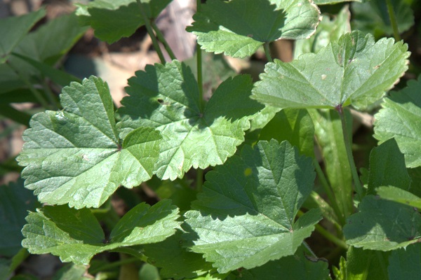 Malva parviflora, Cheeseweed, Little Mallow, חלמית קטנת-פרחים,  خبازة صغيرة الأزهار